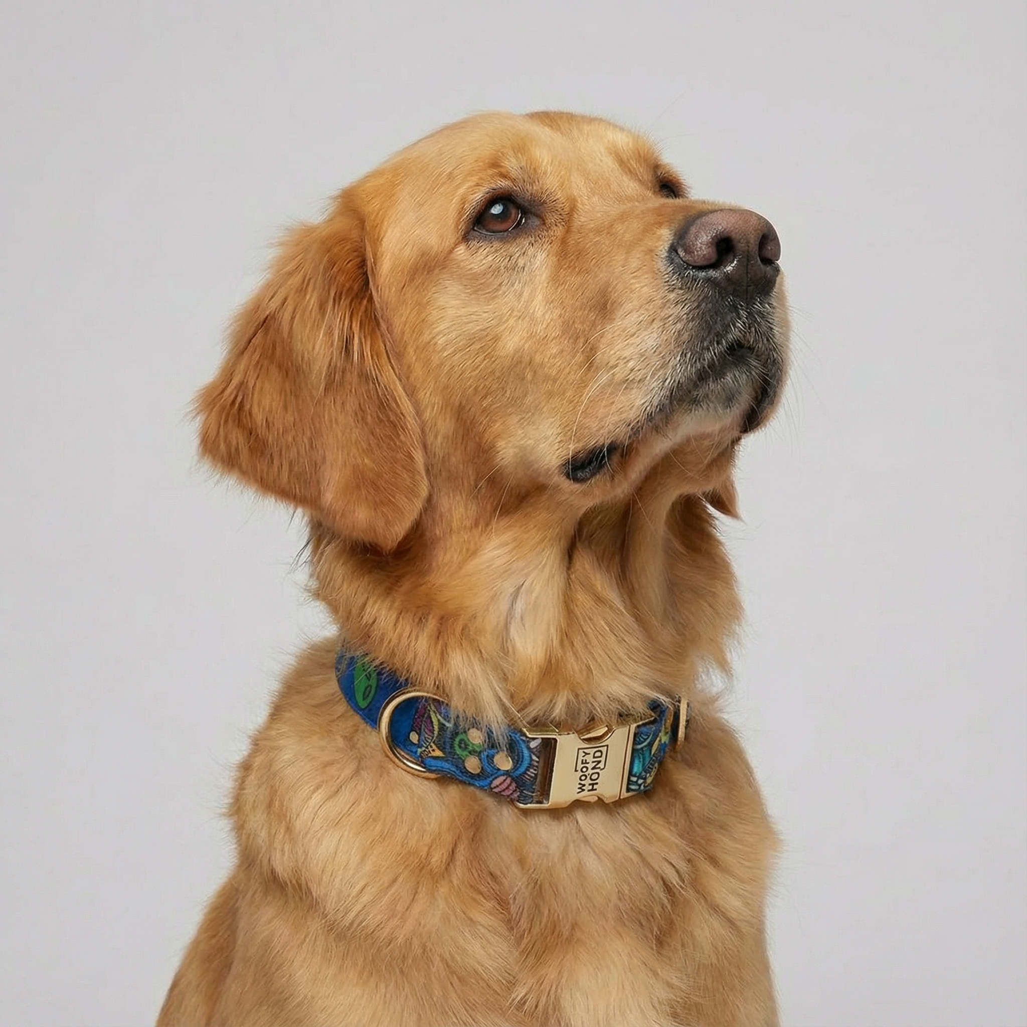 Galaxy Collar, Quick-Dry with Gold Details