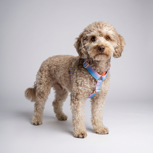 Aurora Harness