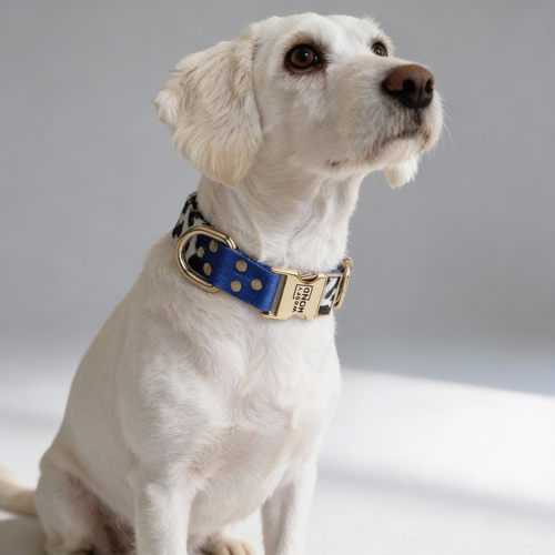 Blue Note Collar, Quick-Dry with Gold Details