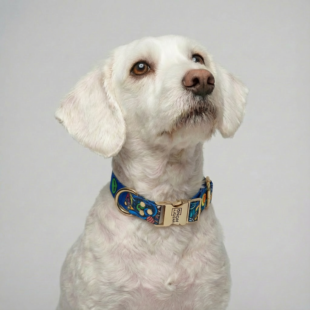 Stardust Collar, Quick-Dry with Gold Details