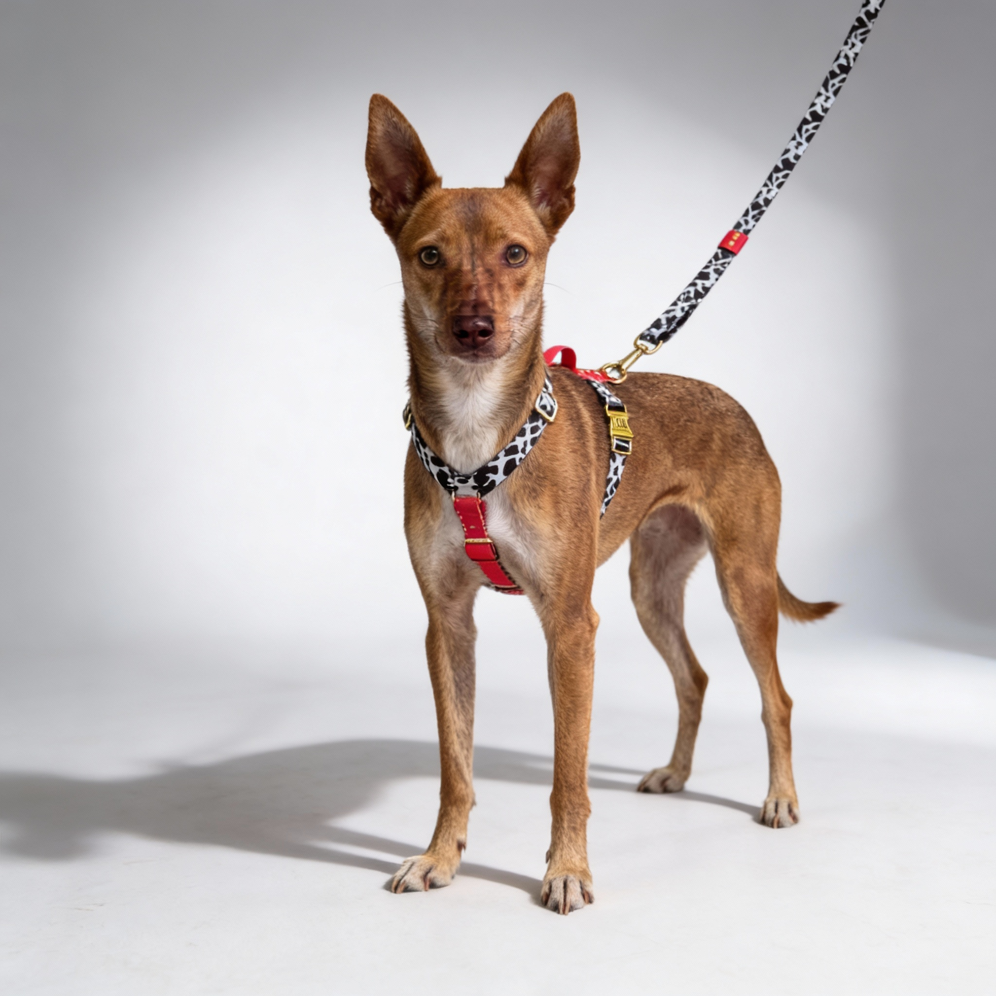 Ruby Harness, Quick-Dry Everyday Comfort